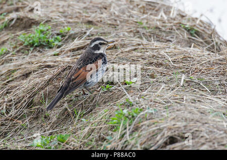 Bruine Lijster, Dusky Thrush Turdus eunomus Stockfoto