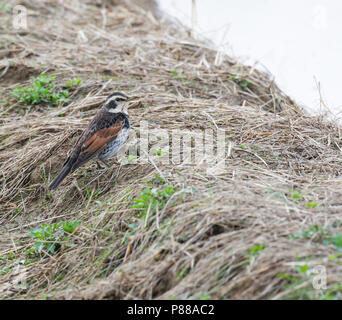 Bruine Lijster, Dusky Thrush Turdus eunomus Stockfoto