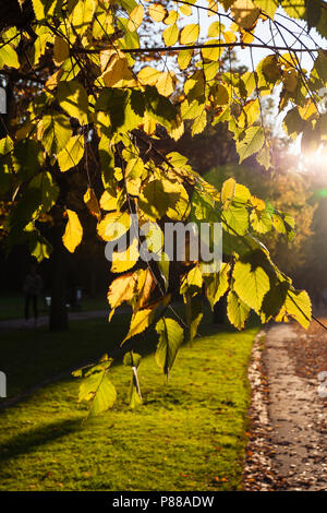 Blätter in tegenlicht in de herfst; Blätter im Gegenlicht im Herbst Stockfoto