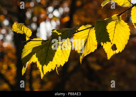 Blätter in tegenlicht in de herfst; Blätter im Gegenlicht im Herbst Stockfoto