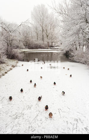 Stockente (Anas platyrhynchos) Gruppe zu Fuß auf Eis bei Katwijk im Winter Stockfoto