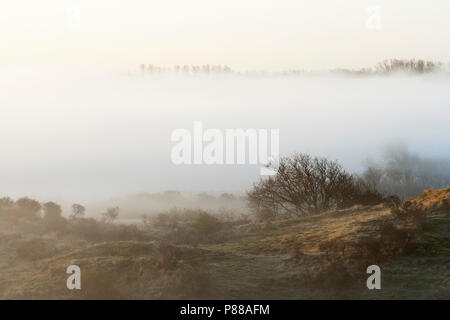 Misty Dünen bei Katwijk im Frühjahr Stockfoto