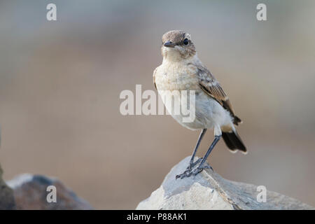 Isabelline Steinschmätzer - Isabellsteinschmätzer Oenanthe isabellina-, Kasachstan, Juvenile Stockfoto