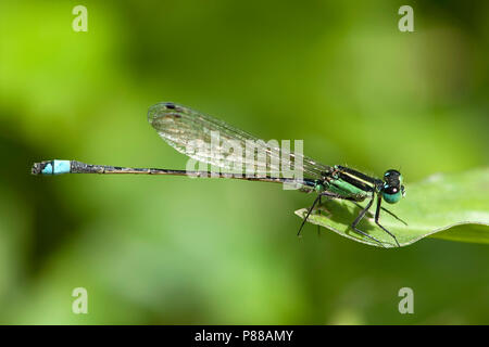 Ischnura ramburii Mannetje, männliche Rambur's Forktail Stockfoto