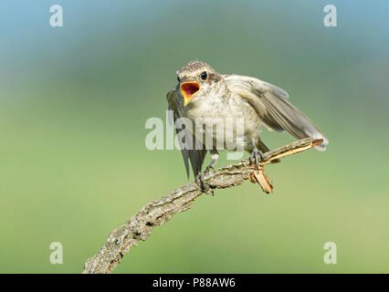 Juvenile Neuntöter (Lanius collurio) zu betteln. Stockfoto