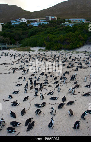 Kolonie Jackass Pinguine (Spheniscus demersus) am Boulders Beach, Simon's Town, Südafrika Stockfoto