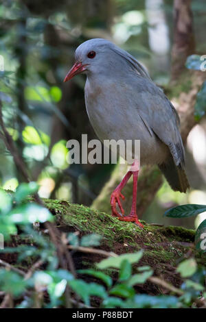 Kagu (Rhynochetos jubatus) ein crested, langbeinige, und bläulich-graue Vogel endemisch in den dichten Bergwäldern von Neukaledonien. Stockfoto