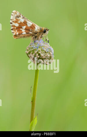 Kalkgraslanddikkopje/Rot - underwing Skipper (Spialia sertorius) Stockfoto