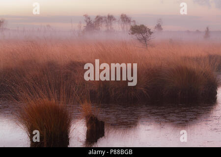 Natuurgebied Kalmhoutse Heide in prachtige najaarskleuren Stockfoto