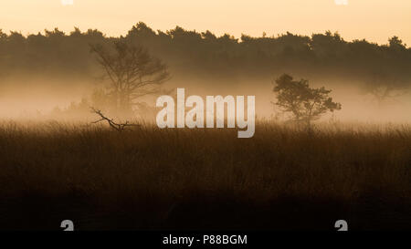 Natuurgebied Kalmhoutse Heide in prachtige najaarskleuren Stockfoto