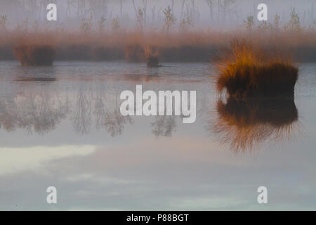 Natuurgebied Kalmhoutse Heide in prachtige najaarskleuren Stockfoto