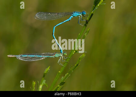 Tandem imago Kanaaljuffer; Tandem nach Pokal-gekennzeichneten Damselfly; Tandem nach Blue-eye Stockfoto