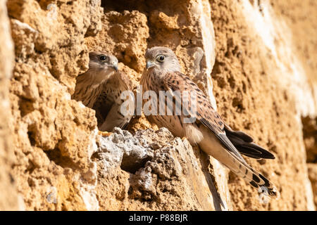 Unreife Rötelfalkens (Falco naumanni) an einer Kolonie in Spanien. Stockfoto