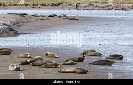 Seehunde und Kegelrobben basking bei Ebbe an greatham Creek in der Nähe von Hartlepool, England, Großbritannien Stockfoto