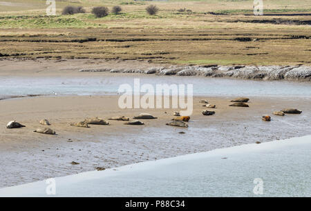 Seehunde und Kegelrobben basking bei Ebbe an greatham Creek in der Nähe von Hartlepool, England, Großbritannien Stockfoto