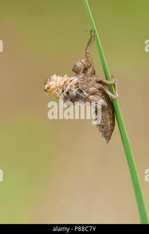 Uitsluipende Viervlek Libellula quadrimaculata, aufstrebenden Stockfoto