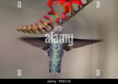 Frau Anna's Hummingbird Fütterung auf Crocosmia Lucifer Blumen Stockfoto