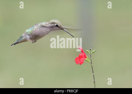 Frau Anna's Hummingbird Fütterung auf Blumen Stockfoto