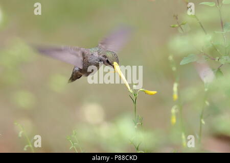 Frau Anna's Hummingbird Fütterung auf Blumen Stockfoto