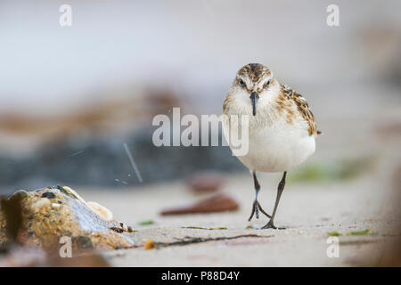 Little Stint - - Zwergstrandläufer Calidris minuta, Deutschland, Kinder Stockfoto