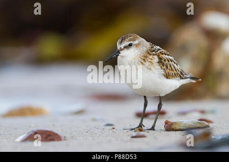 Little Stint - - Zwergstrandläufer Calidris minuta, Deutschland, Kinder Stockfoto