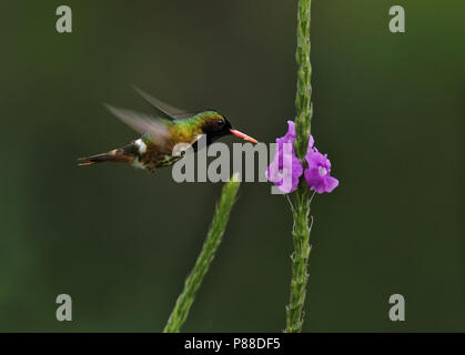 Black-Crested Coquette; Lophornis helenae Stockfoto