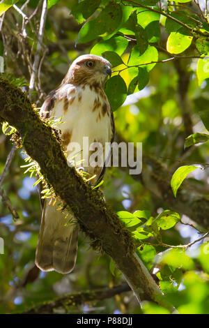 Madagaskar Mäusebussard (Buteo Brachypterus) in einem Baum gehockt Stockfoto