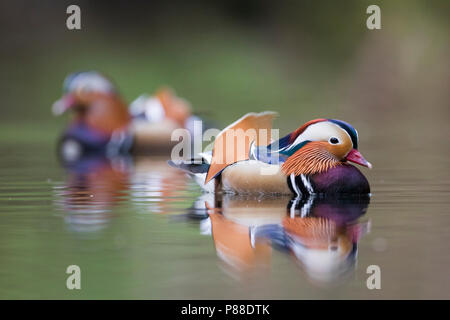 Mandarinente Mandarinente --Aix galericulata, Deutschland, männlichen Erwachsenen Stockfoto