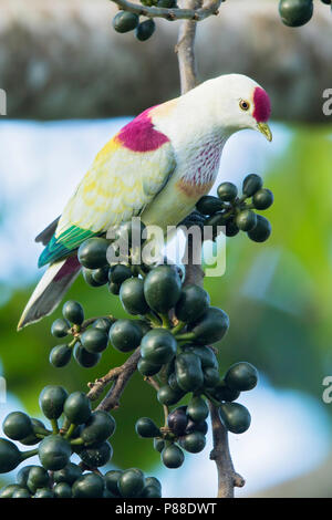 Bunte Obst - Dove (Ptilinopus perousii) tritt auf Inseln im südwestlichen pazifischen Ozean, wo es in Fidschi, Samoa Inseln gefunden wird, und Stockfoto