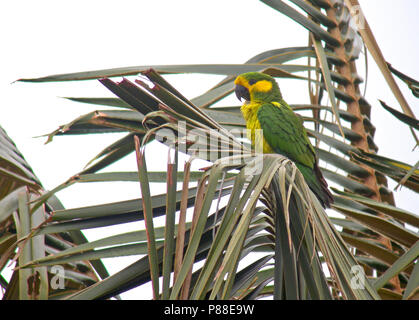 Gelb-eared Papagei (Ognorhynchus icterotis) eine vom Aussterben bedrohte Spezies der kolumbianischen Anden. Stockfoto