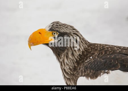 Der Steller Seeadler (Haliaeetus pelagicus) überwintern in Hokkaido, Japan Stockfoto