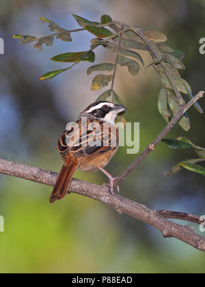 Stripe - vorangegangen Sparrow, Peucaea ruficauda Stockfoto