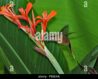 Stripe-throated Einsiedler, Phaethornis striigularis Stockfoto