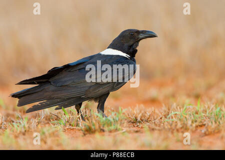 Pied Crow (Corvus albus) auf Madagaskar Stockfoto