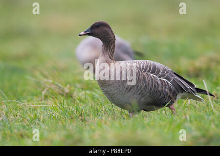 Pink-footed Goose - kurzschnabelgans - Anser brachyrhynchus, Deutschland, Erwachsene Stockfoto