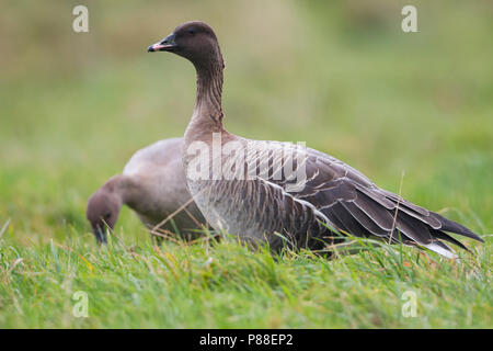 Pink-footed Goose - kurzschnabelgans - Anser brachyrhynchus, Deutschland, Erwachsene Stockfoto