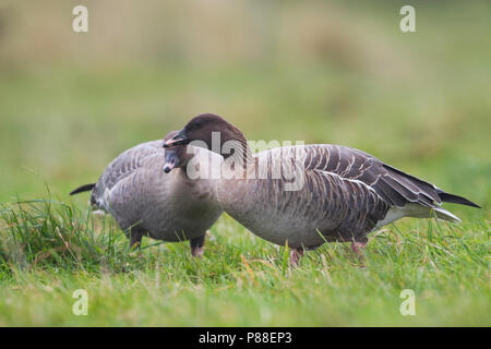 Pink-footed Goose - kurzschnabelgans - Anser brachyrhynchus, Deutschland, Erwachsene Stockfoto