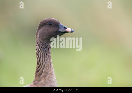 Pink-footed Goose - kurzschnabelgans - Anser brachyrhynchus, Deutschland, Erwachsene Stockfoto