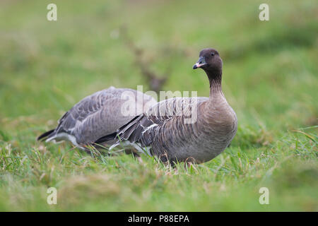 Pink-footed Goose - kurzschnabelgans - Anser brachyrhynchus, Deutschland, Erwachsene Stockfoto