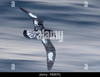 Kap Petrel (Daption capense australe) im Flug mit langsamen Shutterspeed über den südlichen Ozean zwischen den subantarktischen Inseln Neuseelands. Stockfoto