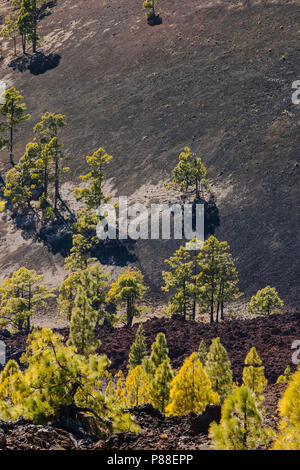 Canarische Höhle, Kanarischen Kiefern, Pinus canariensis Stockfoto