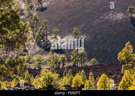 Canarische Höhle, Kanarischen Kiefern, Pinus canariensis Stockfoto