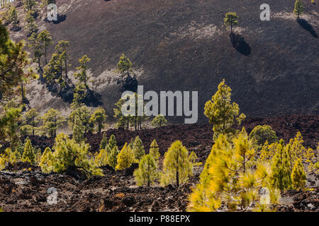 Canarische Höhle, Kanarischen Kiefern, Pinus canariensis Stockfoto