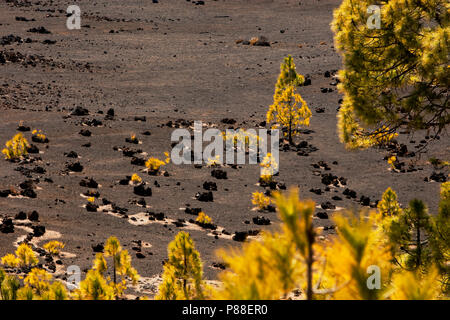 Canarische Höhle, Kanarischen Kiefern, Pinus canariensis Stockfoto