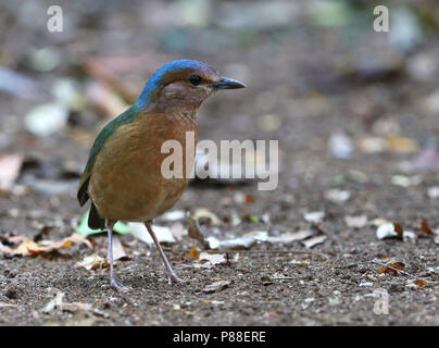 Blau-rumped Pitta (Hydrornis soror) eine scheue Vogelarten, im Dschungel von Vietnam. Stockfoto