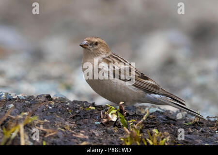 Plain Mountain Finch; Leucosticte nemoricola altaica Stockfoto