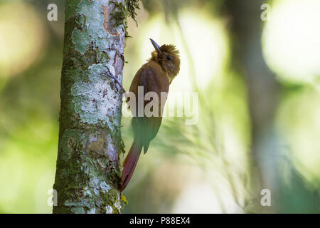 Plain-braun Baumsteiger (Dendrocincla Fuliginosa) Stockfoto