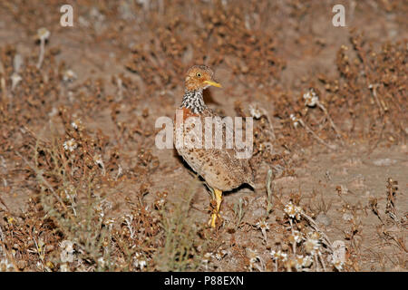 Ebenen - Wanderer, Pedionomus torquatus) akut gefährdet. Die Mehrheit der übrigen Bevölkerung ist in New South Wales gefunden. Stockfoto