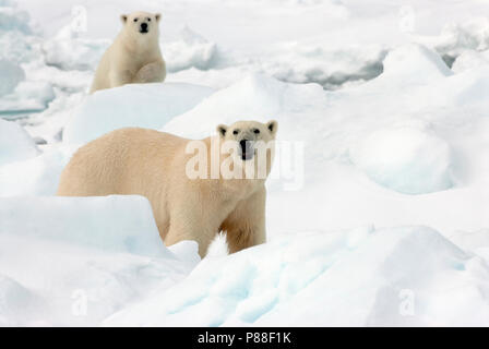 IJsbeer met Jong, mit Polar Bear Cub Stockfoto