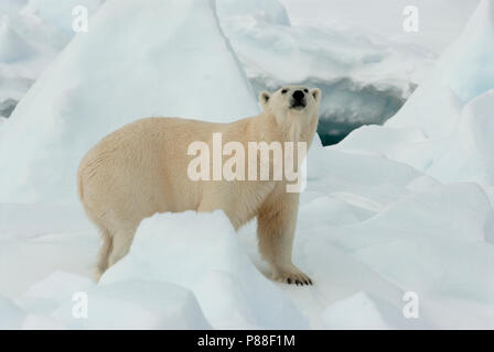 IJsbeer met Jong, mit Polar Bear Cub Stockfoto